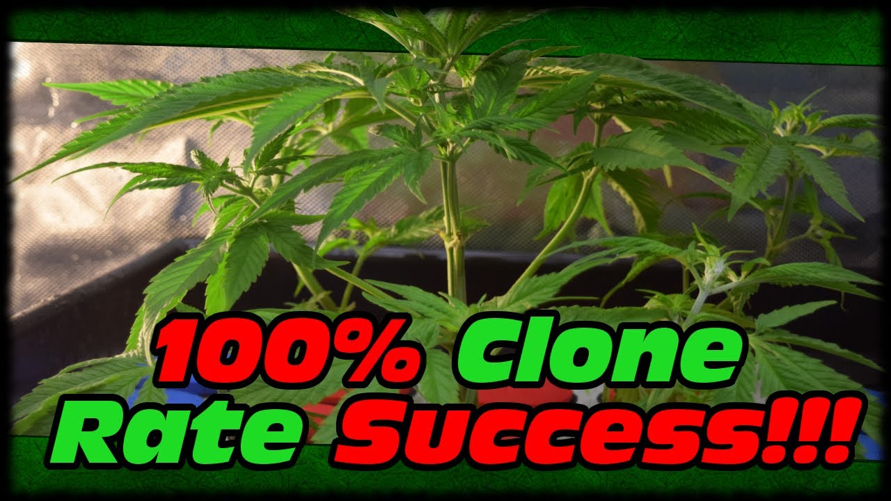 100% CLONE RATE SUCCESS!!! ALL CLONES ROOTED!!! FIRST TIME MARIJUANA GROW VLOG DIARY DAY 53-66!!!