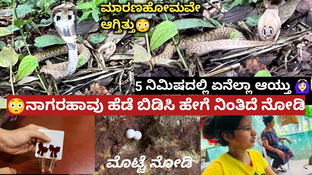 😳ನಾಗರಹಾವು ಹೆಡೆ ಬಿಡಿಸಿ ಹೇಗೆ ನಿಂತಿದೆ ನೋಡಿ🙆🏻‍♀5 ನಿಮಿಷದಲ್ಲಿ ಏನೆಲ್ಲಾ ಆಯ್ತು 🙆🏻‍♀ಮಾರಣಹೋಮವೇ ಆಗ್ತಿತ್ತು😳