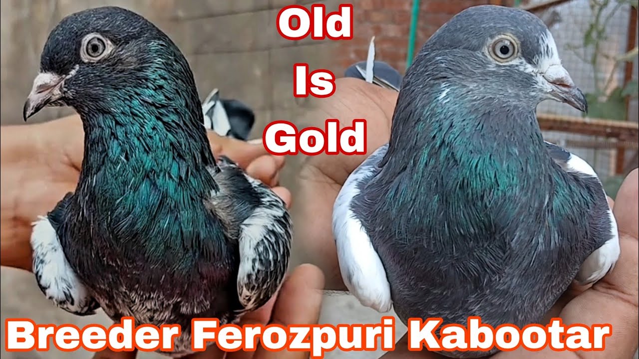 Old Is Gold Ferozpuri Breeder Reulted Kabootar || 03234639084 || Janu Jutt Pigeons.