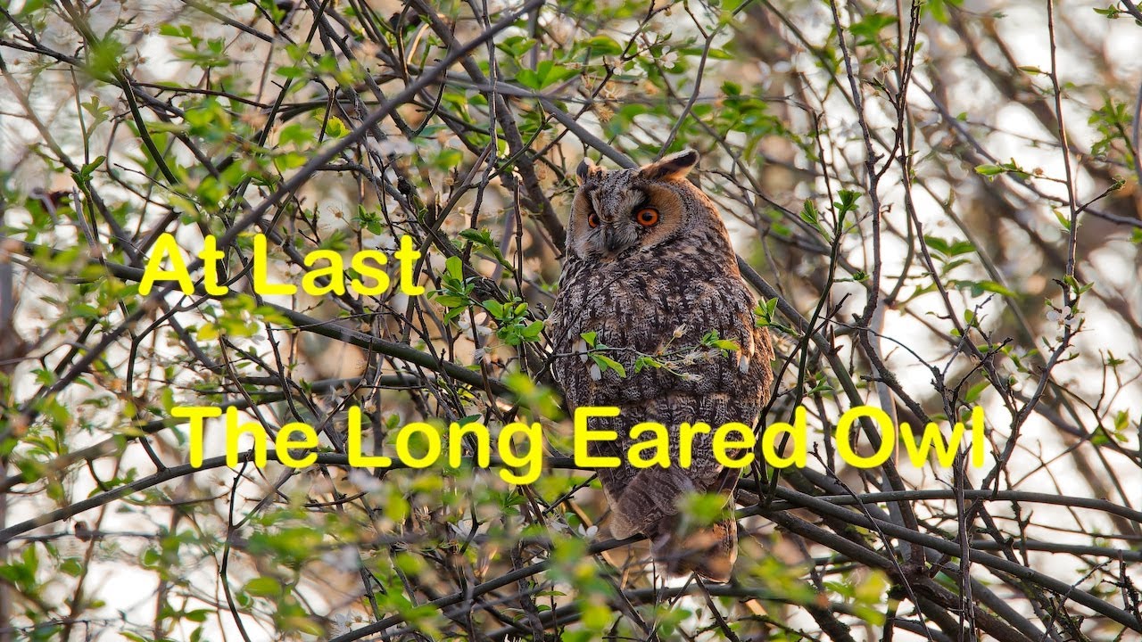 Long Eared Owl