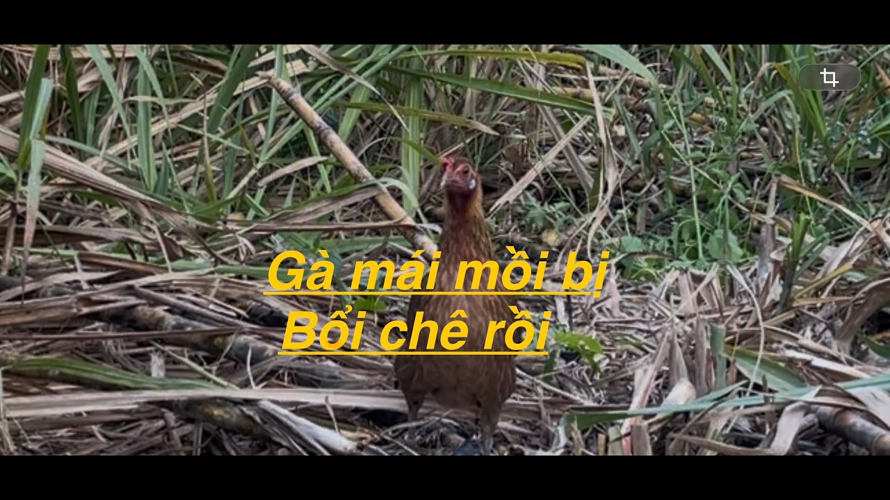 Mái mồi cạm mặt với bổi rừng và cái kết...#dantocvietnam #danyocvietnam77 #baygarung #garung