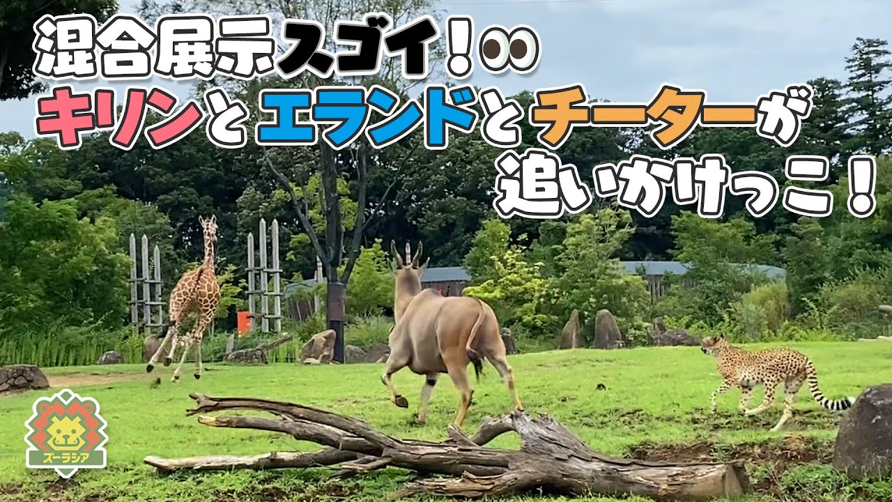 【よこはまズーラシア】すごいね混合展示！キリンとエランドとチーターが追いかけっこ [Yokohama Zoo Zoorasia] Mixed Species Exhibits