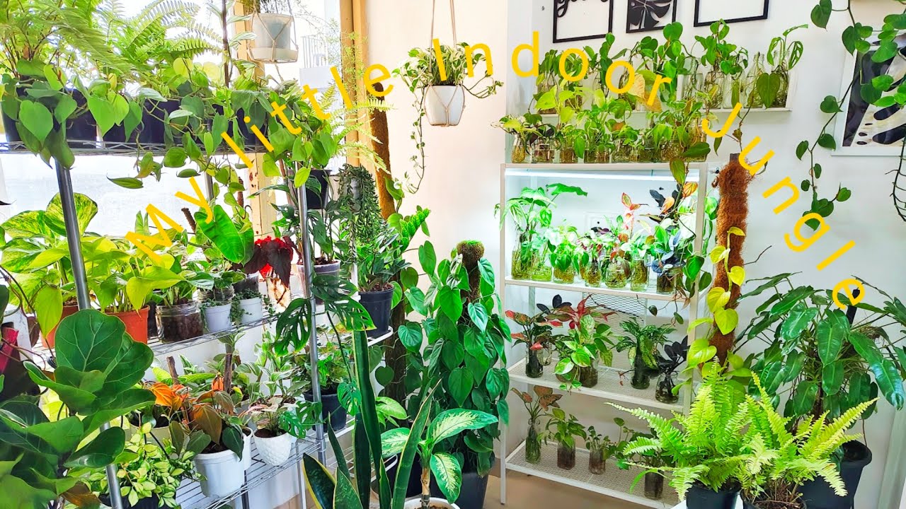 |My little Indoor Jungle| Small Space indoor plants Decor|Plant styling @leafylife550