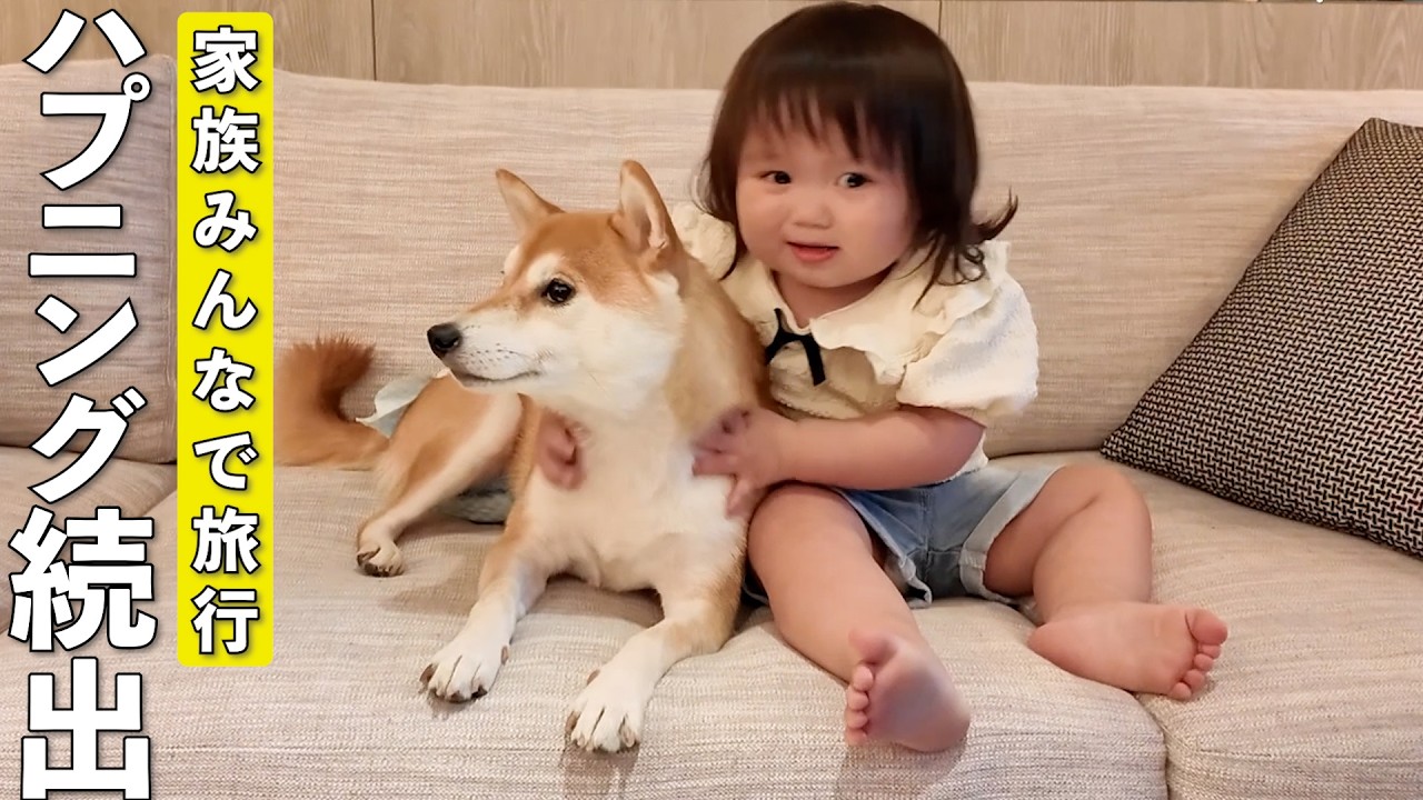 旅先でも当たり前のように隣にいる柴犬と1歳児が可愛すぎましたw