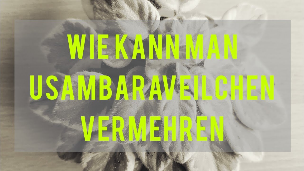 Wie kann man Usambaraveilchen vermehren🏵
