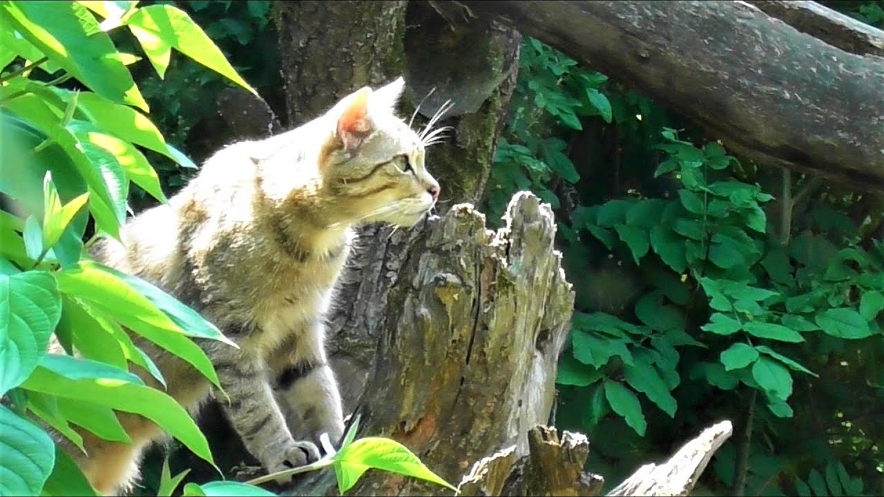 European Wild Cats and Lynx - Wildkatzendorf H&uuml;tscheroda - Europ&auml;ische Wildkatzen und Luchse