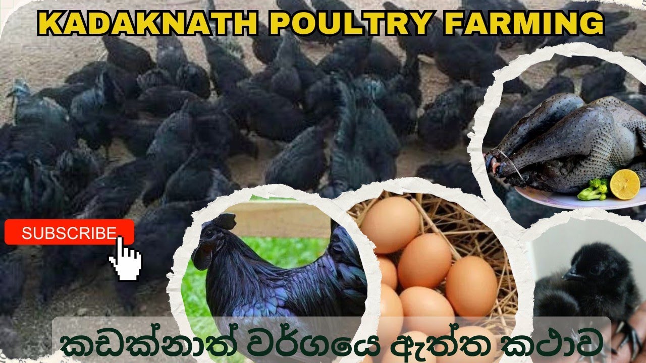 ලංකාවේ දුර්ලභ කඩක්නාත් වර්ගයෙ ඇත්ත කාථාව.....