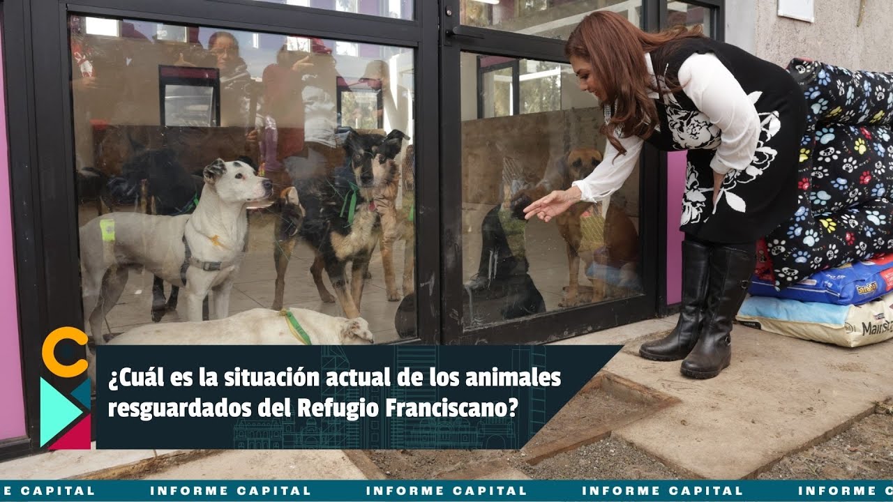 ¿Cuál es la situación actual de los animales resguardados del Refugio Franciscano? I Informe Capital