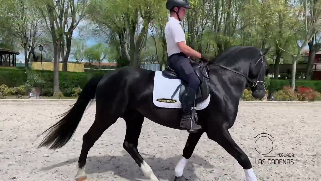 Pegasus - Semental KWPN en Yeguada Las Cadenas