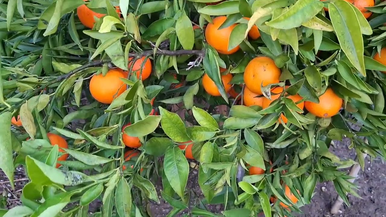 Spanish orange🍊🟠 ready for cutting |Spain Ka Malta | Castellon Spain🇪🇸 |