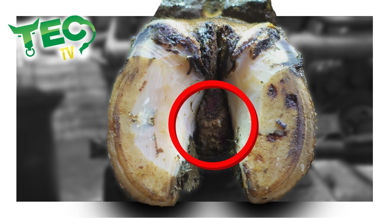 ROTTEN GROWTH RIDDLED WITH INFECTION | TEC TV