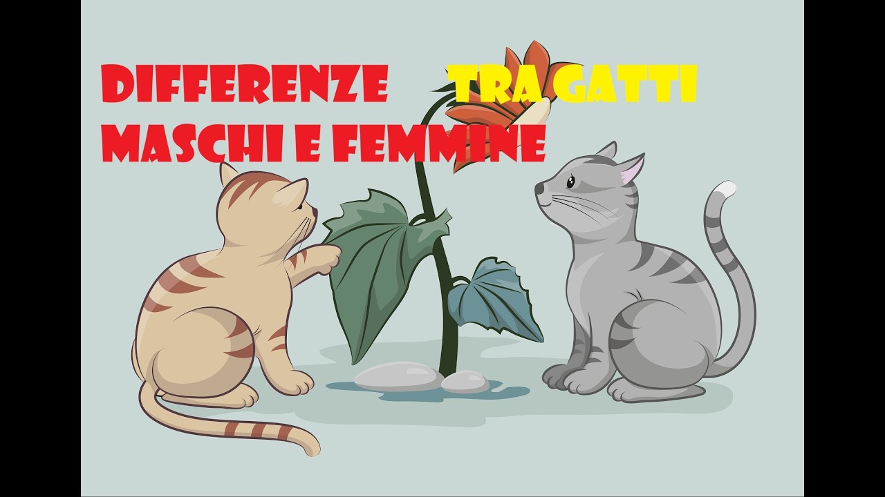 Differenze tra gatti maschi e femmine