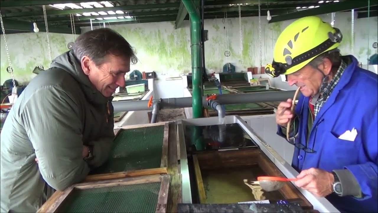 Cómo Trabaja la Asociación Asturiana de Pesca para las repoblaciones de Salmón y Trucha en Asturias