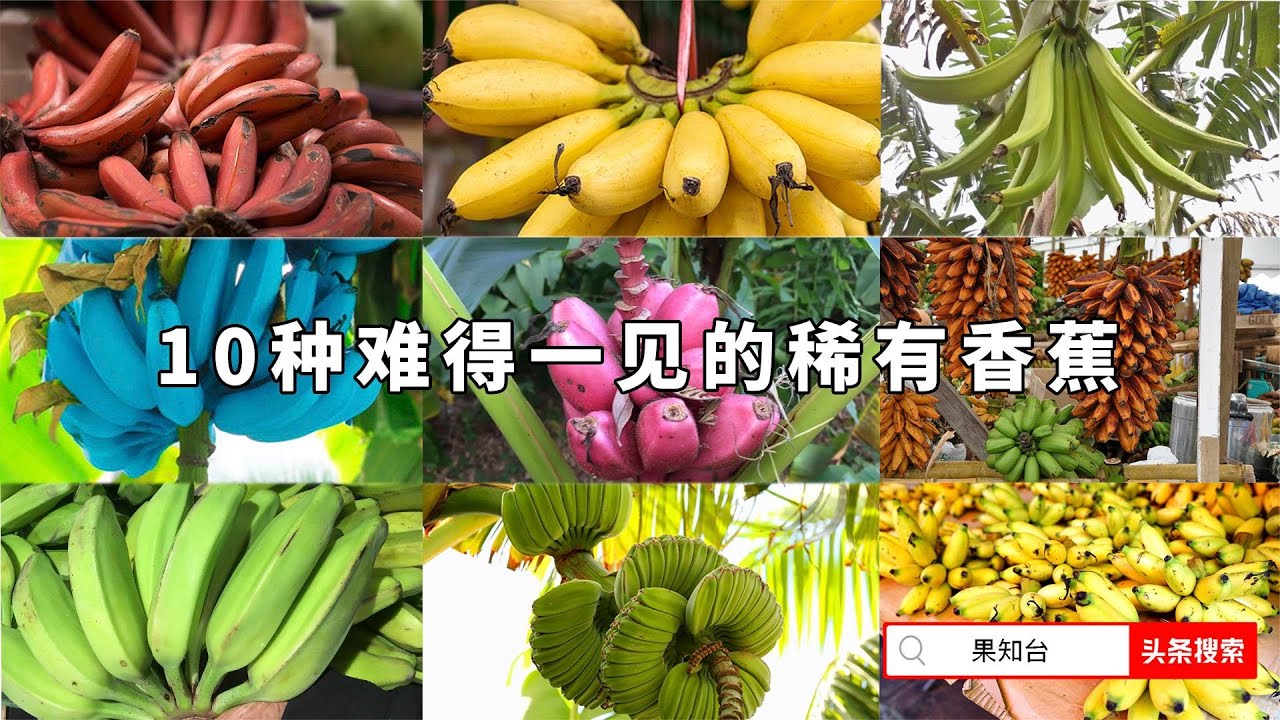 10种难得一见的稀有香蕉