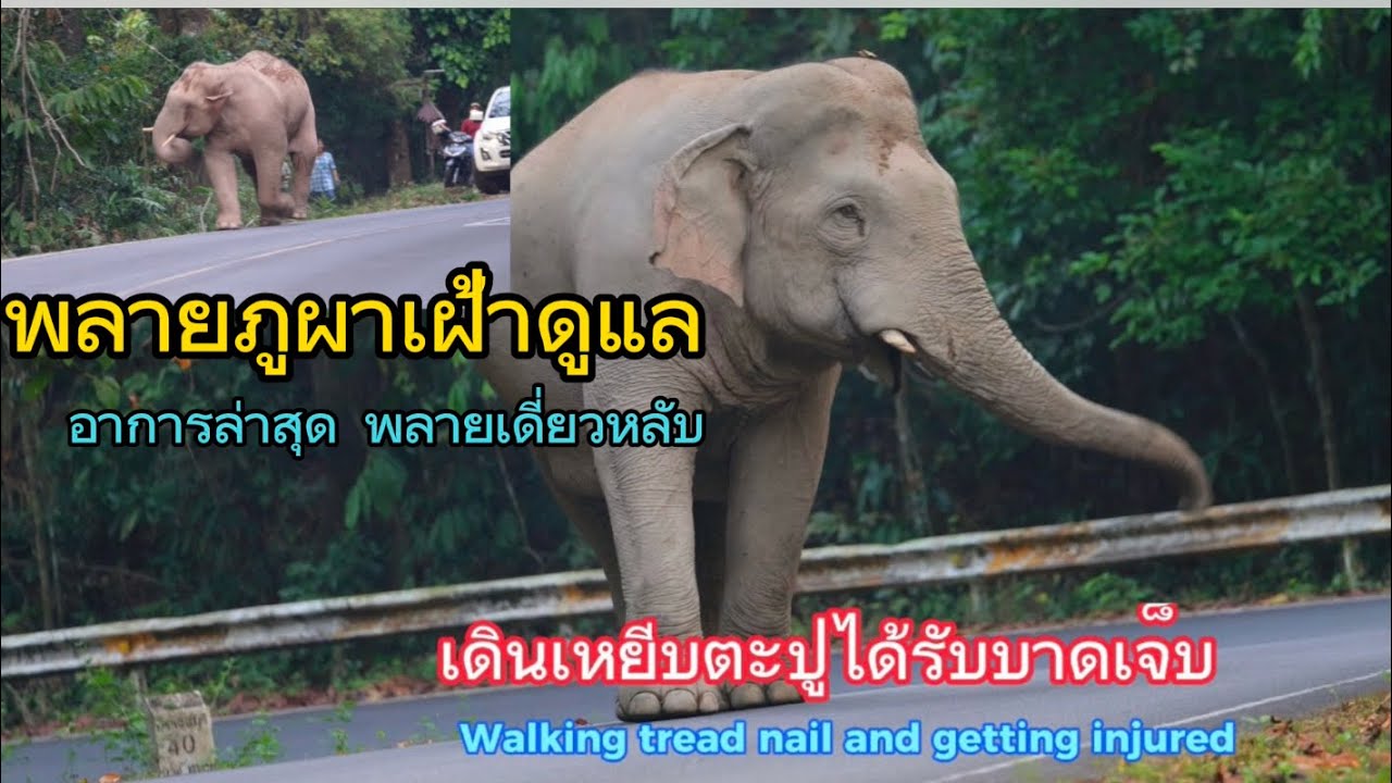Ep.463 ข่าวล่าสุด พลายเดี่ยวหลับเหยียบตะปู พลายภูผาคอยดูแลพี่#เขาใหญ่ #wildlife #ช้างป่า #elephant