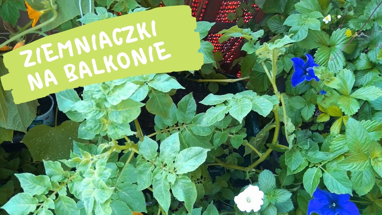 Sadzimy ziemniaki w worku na balkonie !!!!
