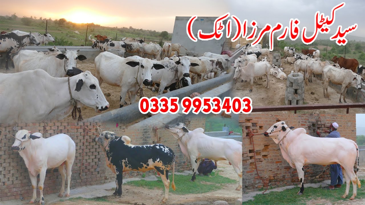 Syed Cattle Farm  Mirzaa Attock