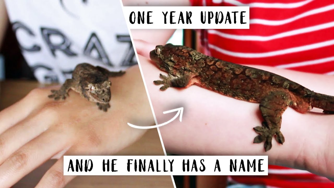 HIS NAME, AGE, HOW MUCH HE COST & LOTS MORE // Chahoua Update!