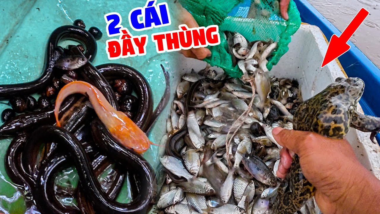 Thăm Dớn Trong Khu Rừng Già Sau Khi Gần 15 Ngày Bận Việc