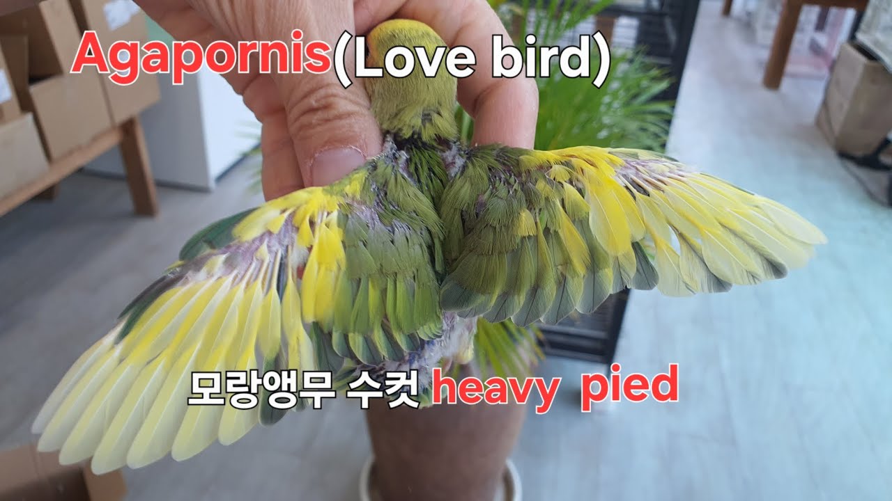 ''헤비파이드=수컷''
