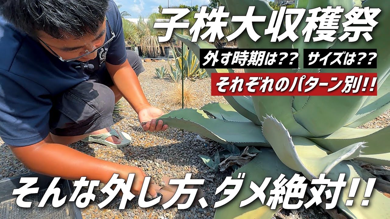 【アガベ】子株を外す際の注意点についてお伝えします!!