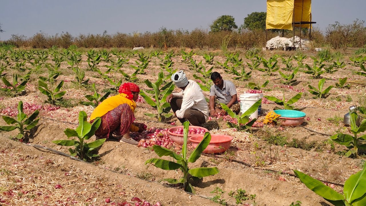 कांद्याच्या शेवटच्या 50 पिशव्या भरल्या. घरासमोर वटा करण्यासाठी माती आणली 