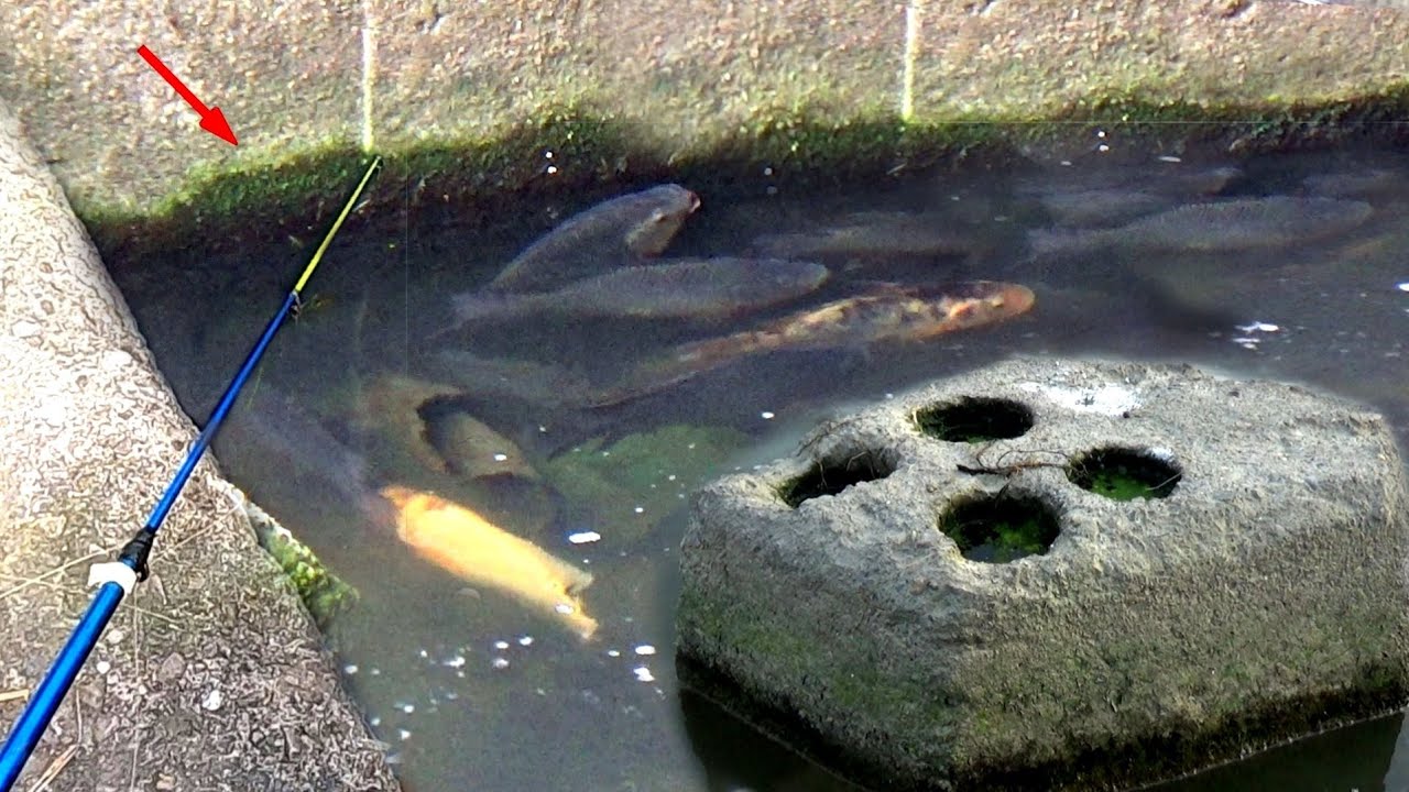 😱SAYANG IKAN HIAS NYA MASIH LOLOS
