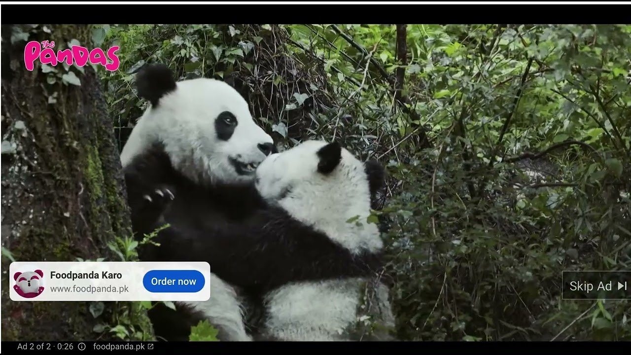 Panda Playing With His Girlfriend