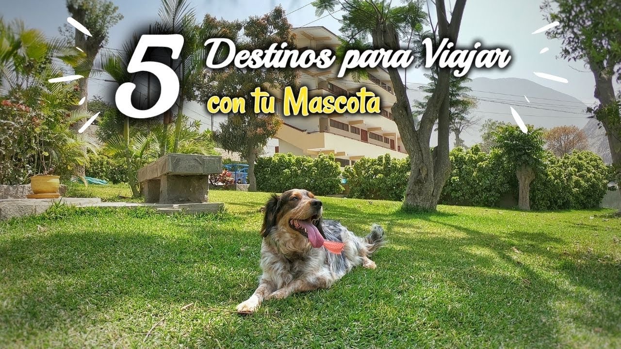 5 DESTINOS PARA IR CON TU MASCOTA / Lugares pet friendly - 2021