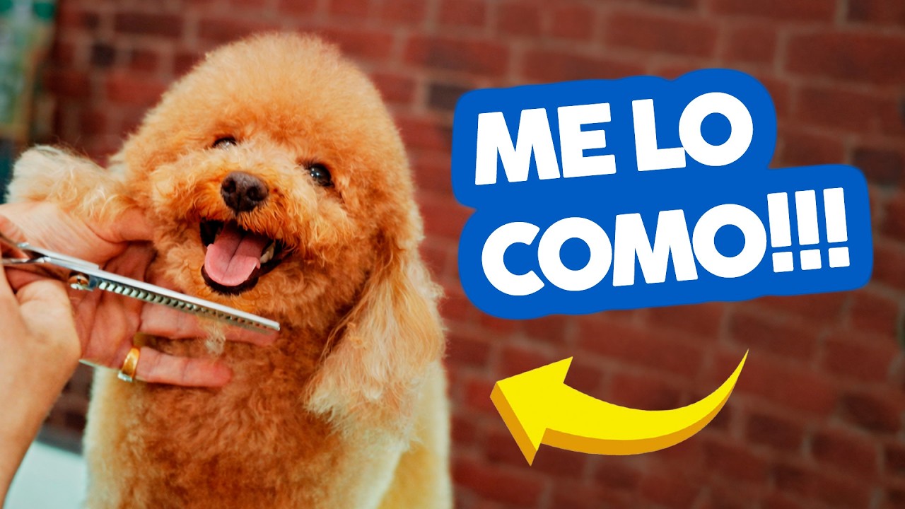 Así le CORTO el PELO a un CANICHE PRECIOSO ✂️ RÁPIDO Y FÁCIL