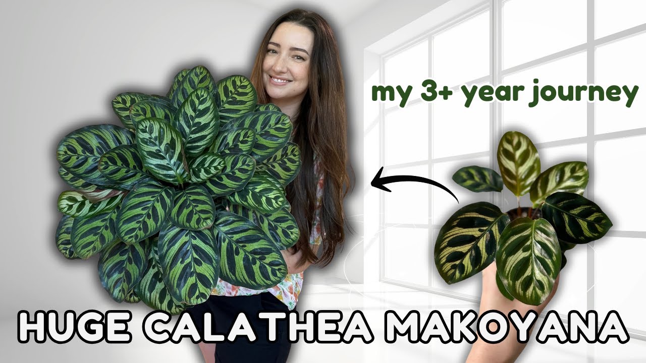 Plant Feature of the Month! 🪴 | New Series Featuring Calathea Makoyana | Episode 2