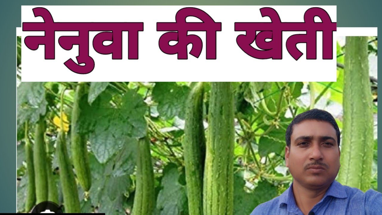 नेनुवा की खेती (sponge guard) 