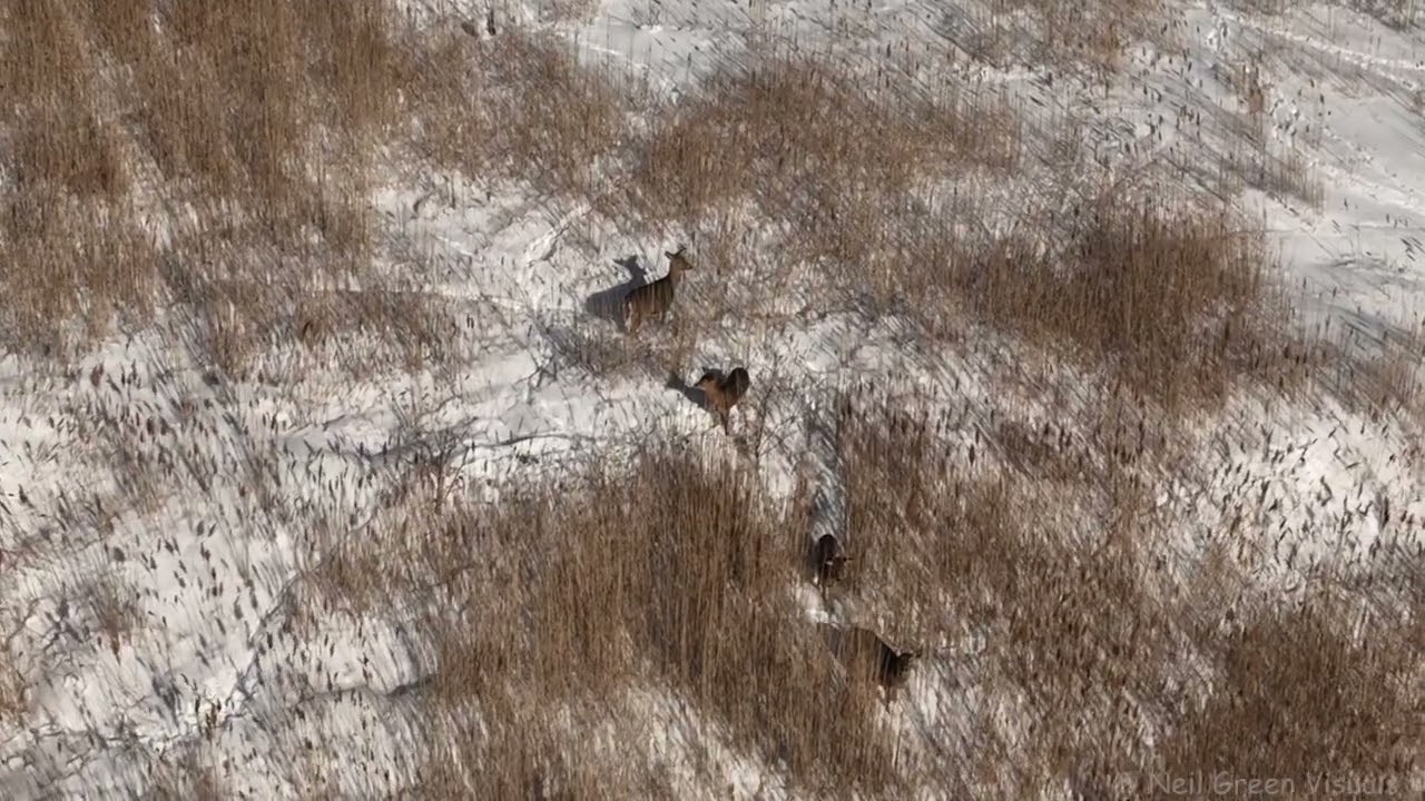 Deer hill