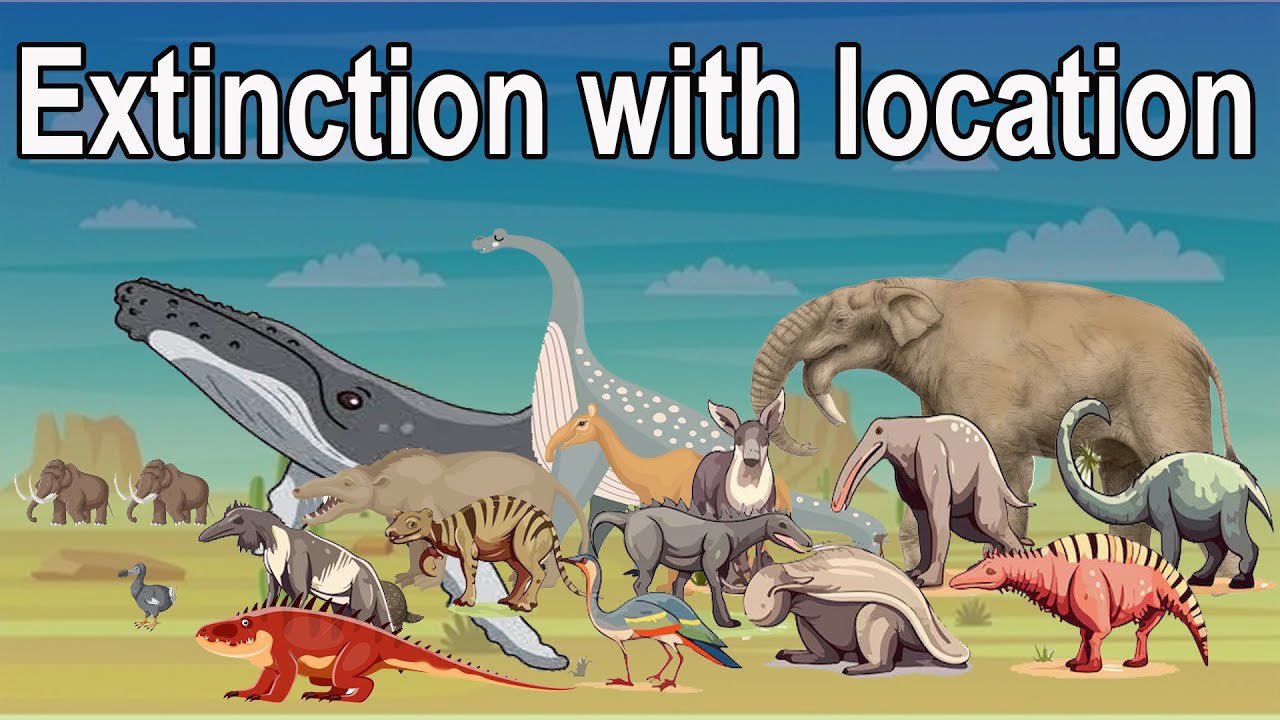 Extinction Animal Size Comparison With Location in 2024