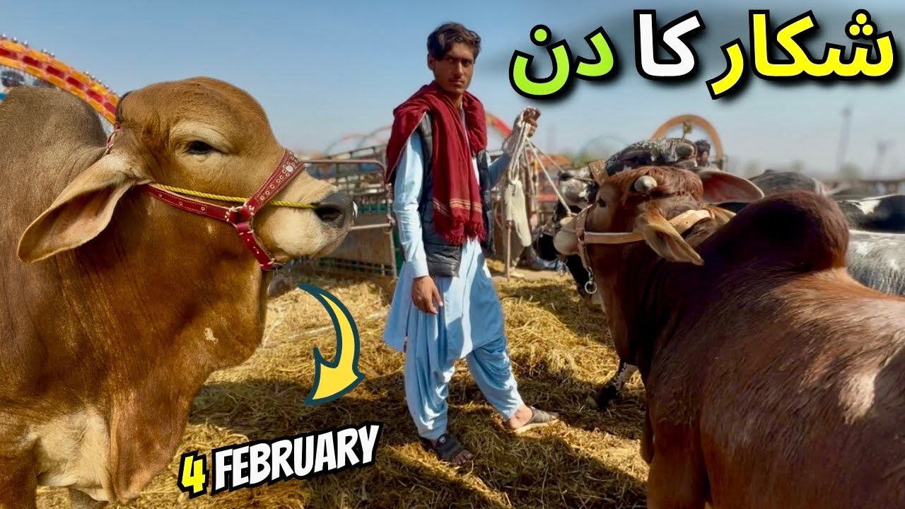 Bhains Colony Mandi Latest Soady & Rates 😱 | 4 February 2026 Update | Full Bargaining Live 💰