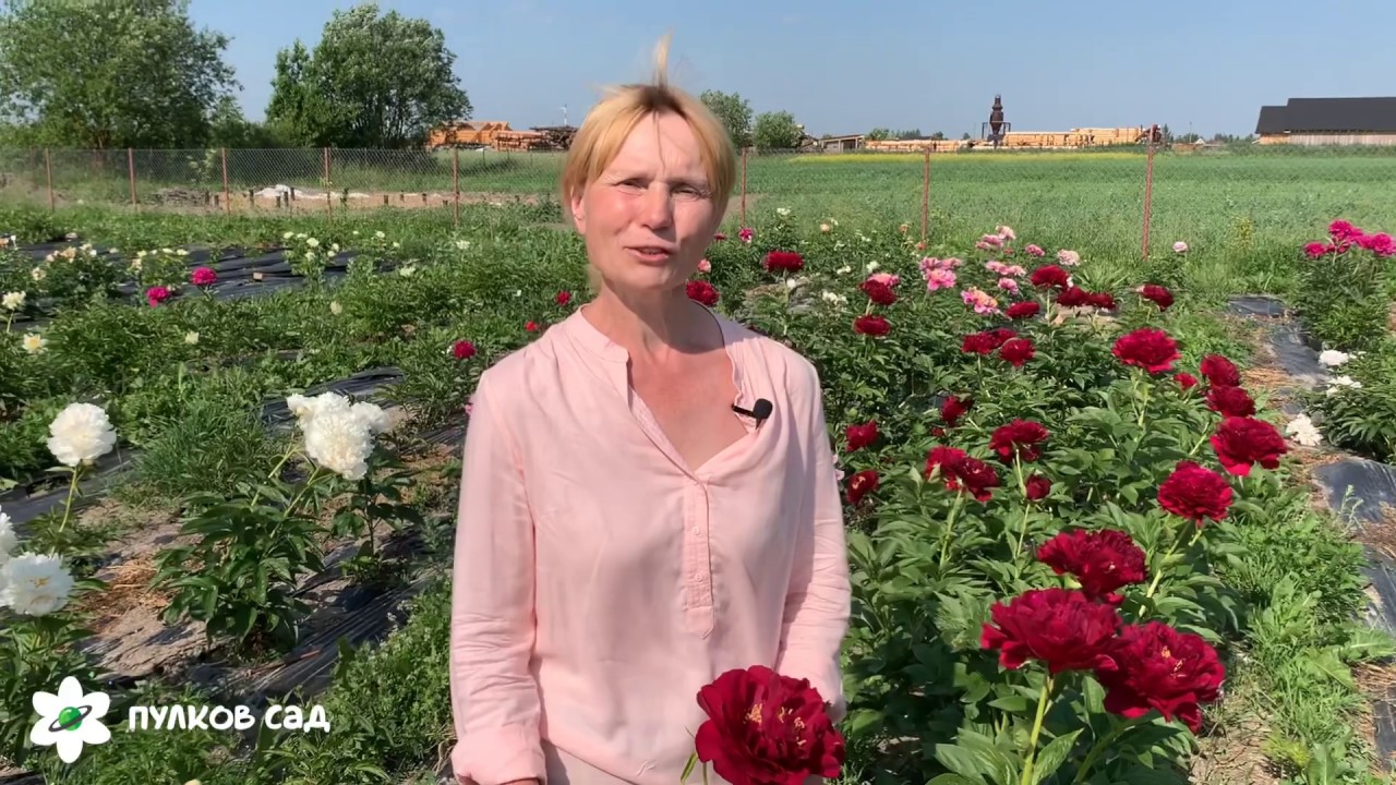 Old faithful peony. Олд фейтфул пион. Пулков сад