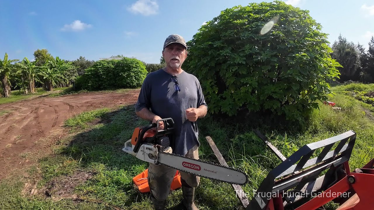 How I Manage Tithonia Diversifolia (Mexican Sunflower) that I Make Compost Tea with.