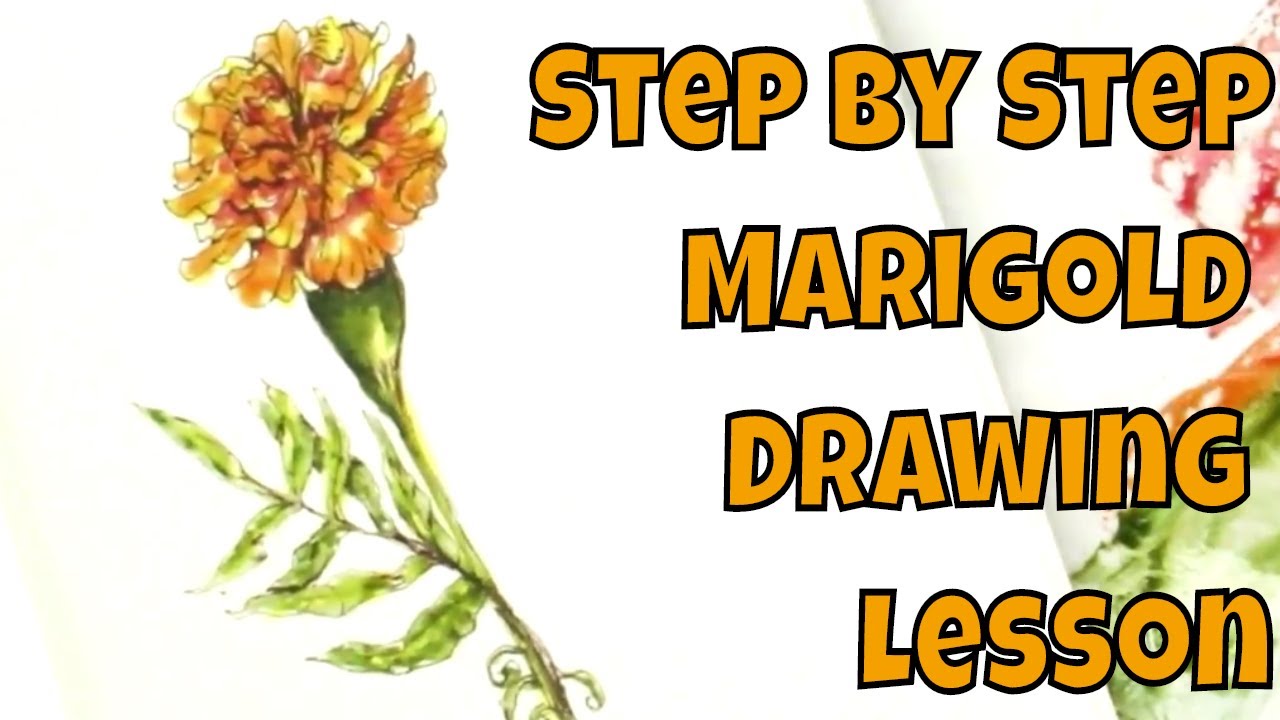 Pen and Ink No Pencil How to Draw a Marigold Flower Step by Step