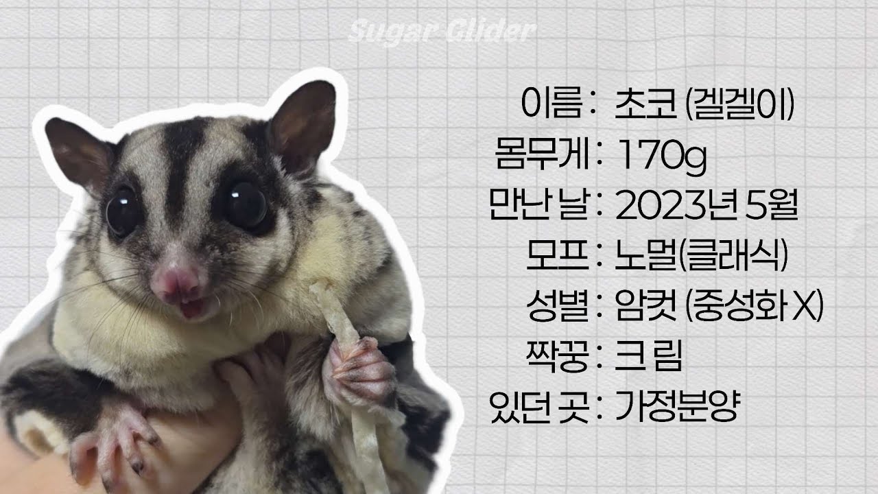 슈가글라이더 디저트네 네번째 뚠뚠 초코 입니다~ 
