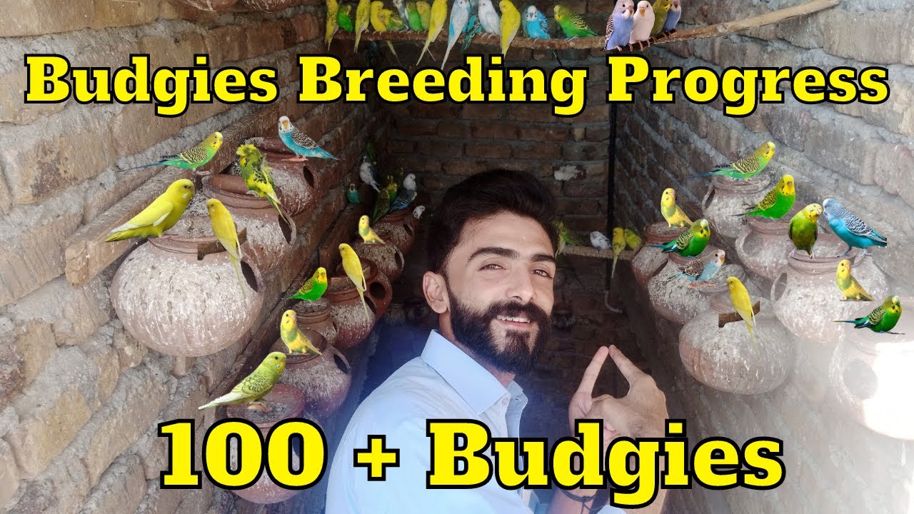 Budgies Parrots Breeding Progress / 100 Budgies Colony 😀 Pets Vlog