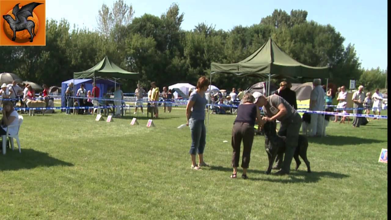 Fila Brasileiro in National Dog Show - Radom, 22th August 2010
