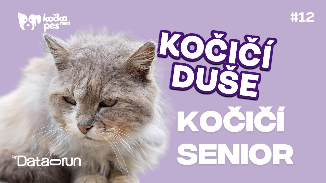 Jak poznat, že kočka stárne – signály, které často přehlížíme | Kočičí duše #12