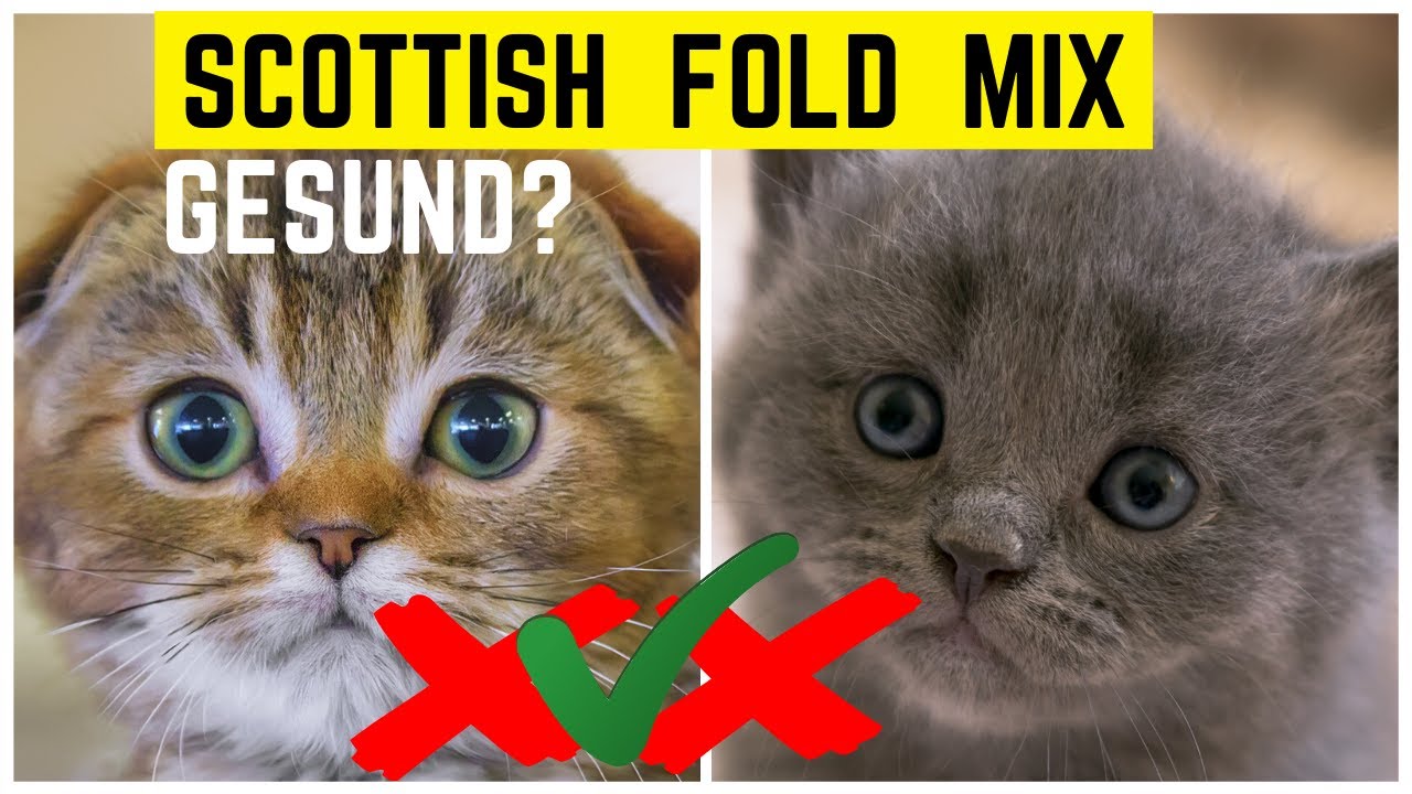 SCOTTISH FOLD MIX - Gesunde Alternative zur reinrassigen Scottish Fold Katze?