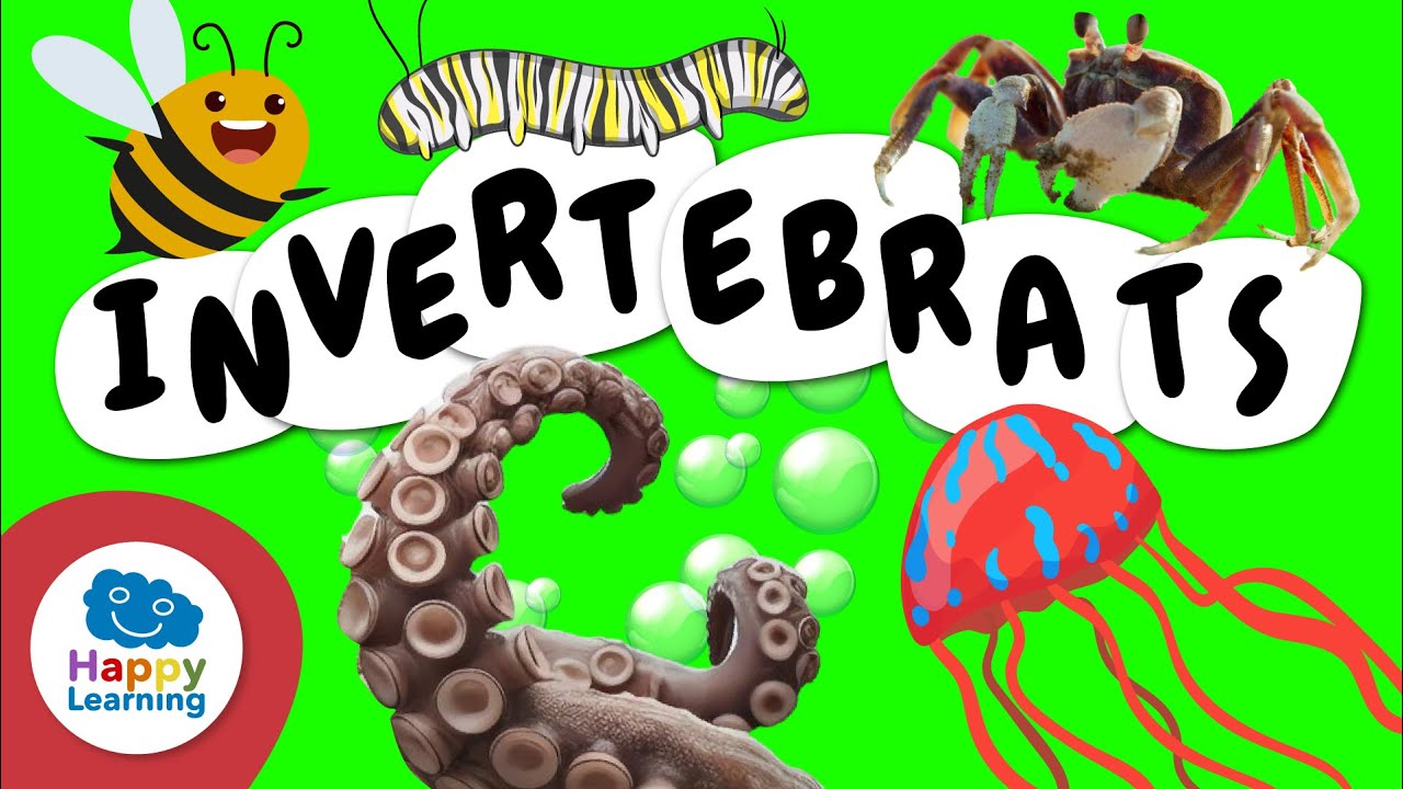 Animals Invertebrats | Vídeos educatius per a nens en llengua catalana | @HappyLearningENG