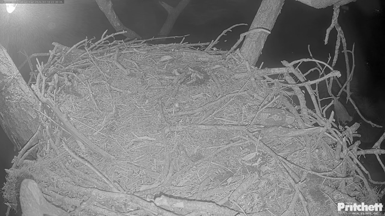 Southwest Florida Eagle Cam - Cam 4K