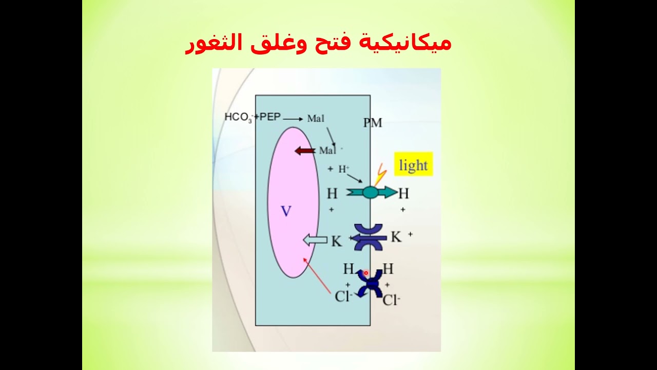 Plant Physiology Lecture 11 - Stomata and Phloem Transport