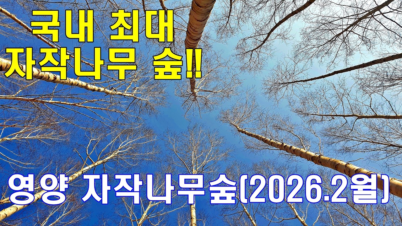 영양 #자작나무숲,  2026년 2월 모습...국내 최대규모 자작나무숲, 함께 걷고 싶은 순백의 세상.