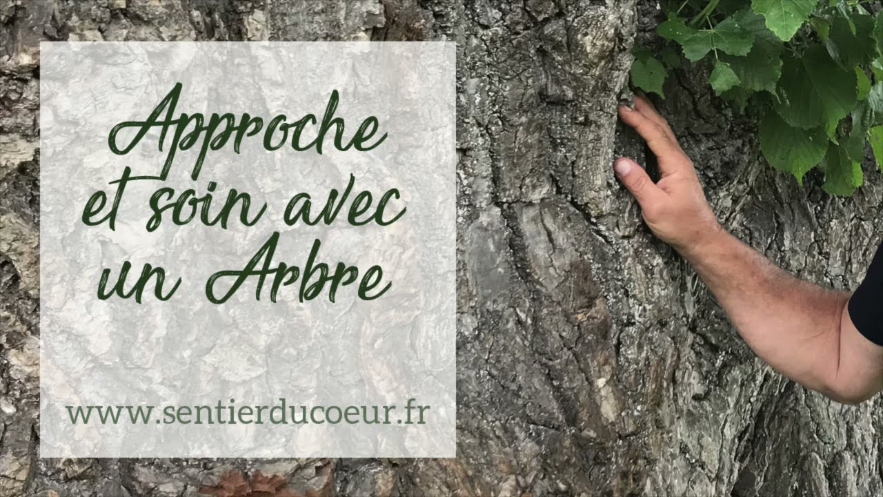 Approche et soin avec un Arbre