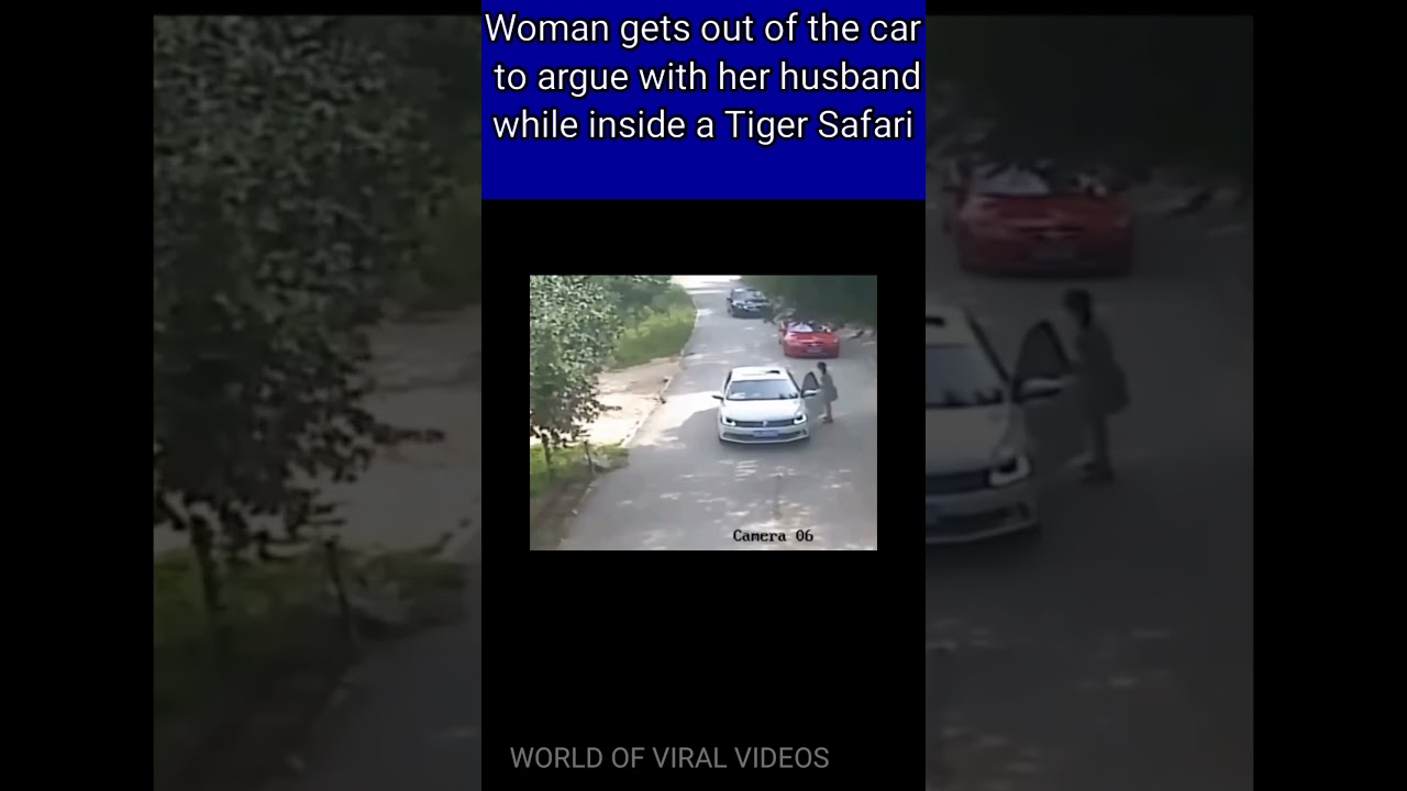 Woman gets out of the car to argue with her husband while inside a Tiger Safari  animals #attacked