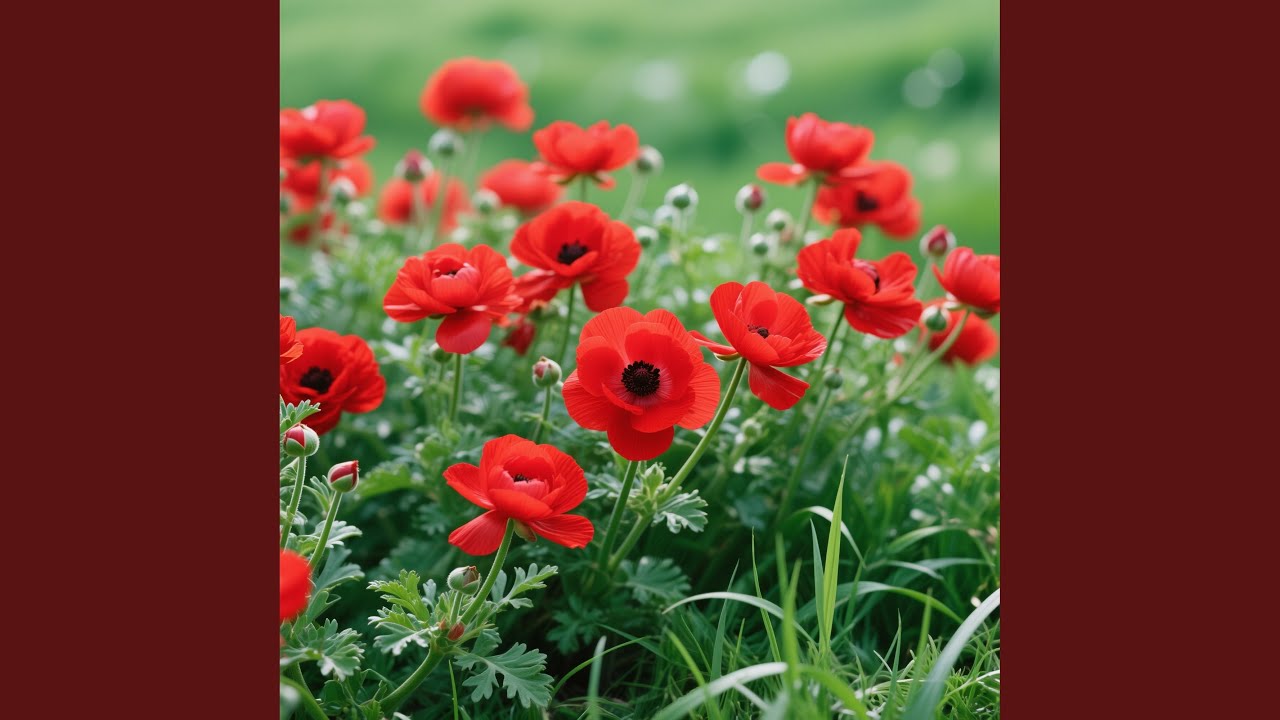 My Duck is Playing with the Chicken's in the Yard